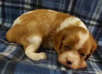 Russ, a male Cavalier King Charles Spaniel for sale in Purdy, MO – 6 of 7