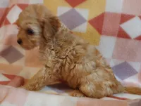 Lucille, a female Cavapoo for sale in Purdy, MO – 4 of 4