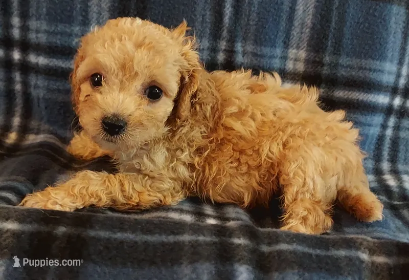 Rudy – Cavapoo puppy for sale in Purdy, MO
