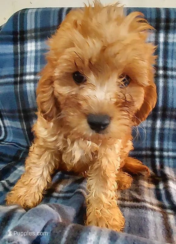 Sherlock – Cavapoo puppy for sale in Purdy, MO