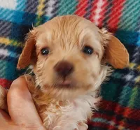 Ruben, a male Cavapoo for sale in Purdy, MO – 3 of 4