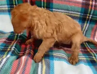 Ruth, a female Cavalier King Charles Spaniel for sale in Purdy, MO – 3 of 5
