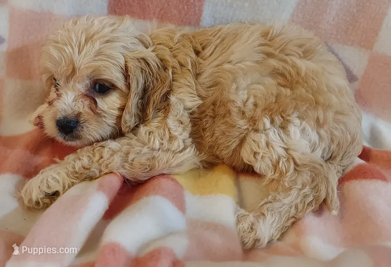 Lou – Cavapoo puppy for sale in Purdy, MO