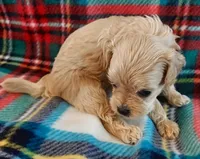 Rudy, a male Cavapoo for sale in Purdy, MO – 3 of 6
