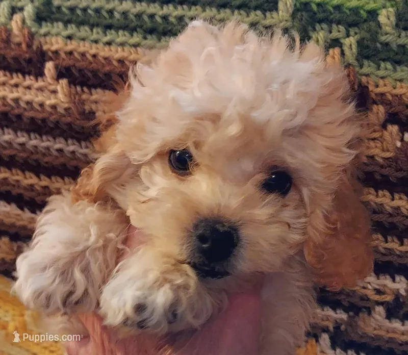 Rufus – Cavapoo puppy for sale in Purdy, MO