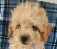 Rufus, a male Cavapoo for sale in Purdy, MO – Photo 1 of 4