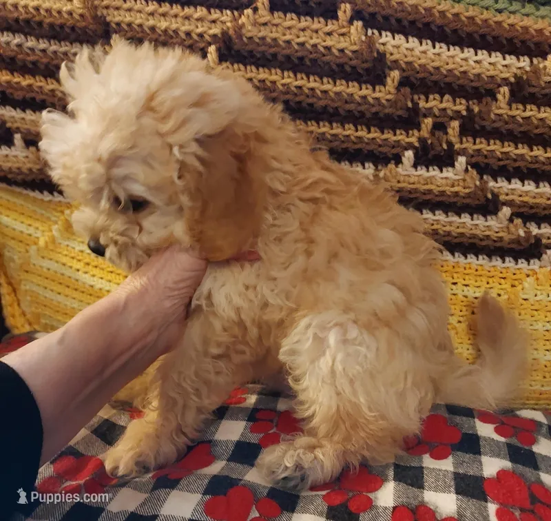 Rufus – Cavapoo puppy for sale in Purdy, MO