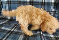 Rufus, a male Cavapoo for sale in Purdy, MO – Photo 4 of 4