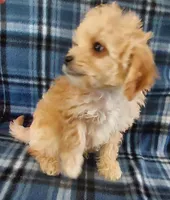 Rufus, a male Cavapoo for sale in Purdy, MO – Photo 3 of 4