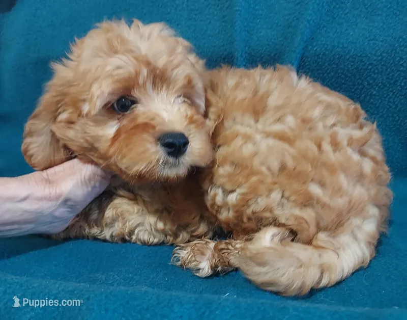 Sherlock – Cavapoo puppy for sale in Purdy, MO