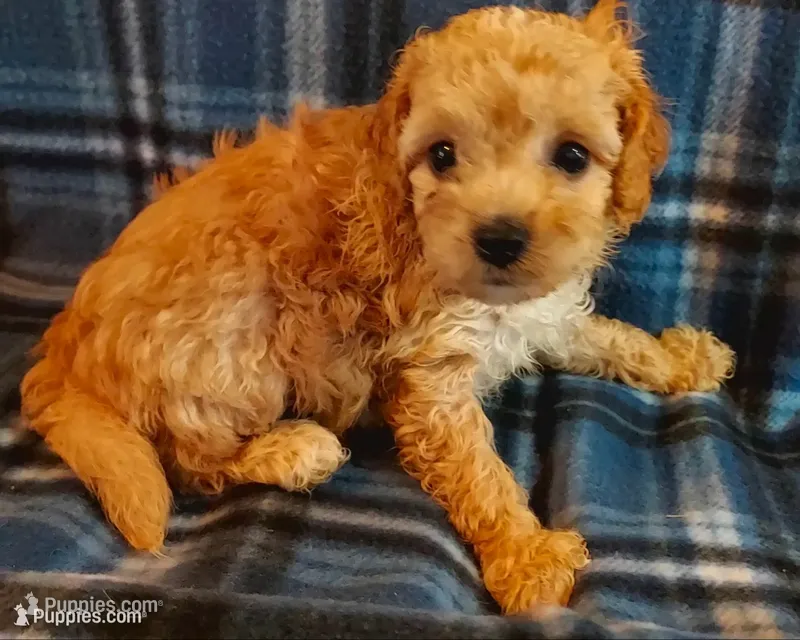 Rudy – Cavapoo puppy for sale in Purdy, MO