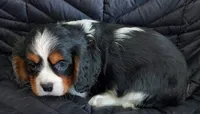 Wallace, a male Cavalier King Charles Spaniel for sale in Purdy, MO – Photo 7 of 10