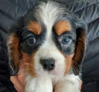 Wallace, a male Cavalier King Charles Spaniel for sale in Purdy, MO – Photo 5 of 10