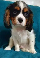 Wallace, a male Cavalier King Charles Spaniel for sale in Purdy, MO – Photo 1 of 10