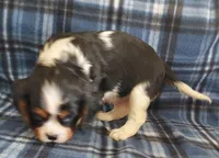 Wallace, a male Cavalier King Charles Spaniel for sale in Purdy, MO – Photo 10 of 10