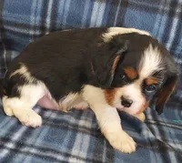 Wallace, a male Cavalier King Charles Spaniel for sale in Purdy, MO – Photo 8 of 10