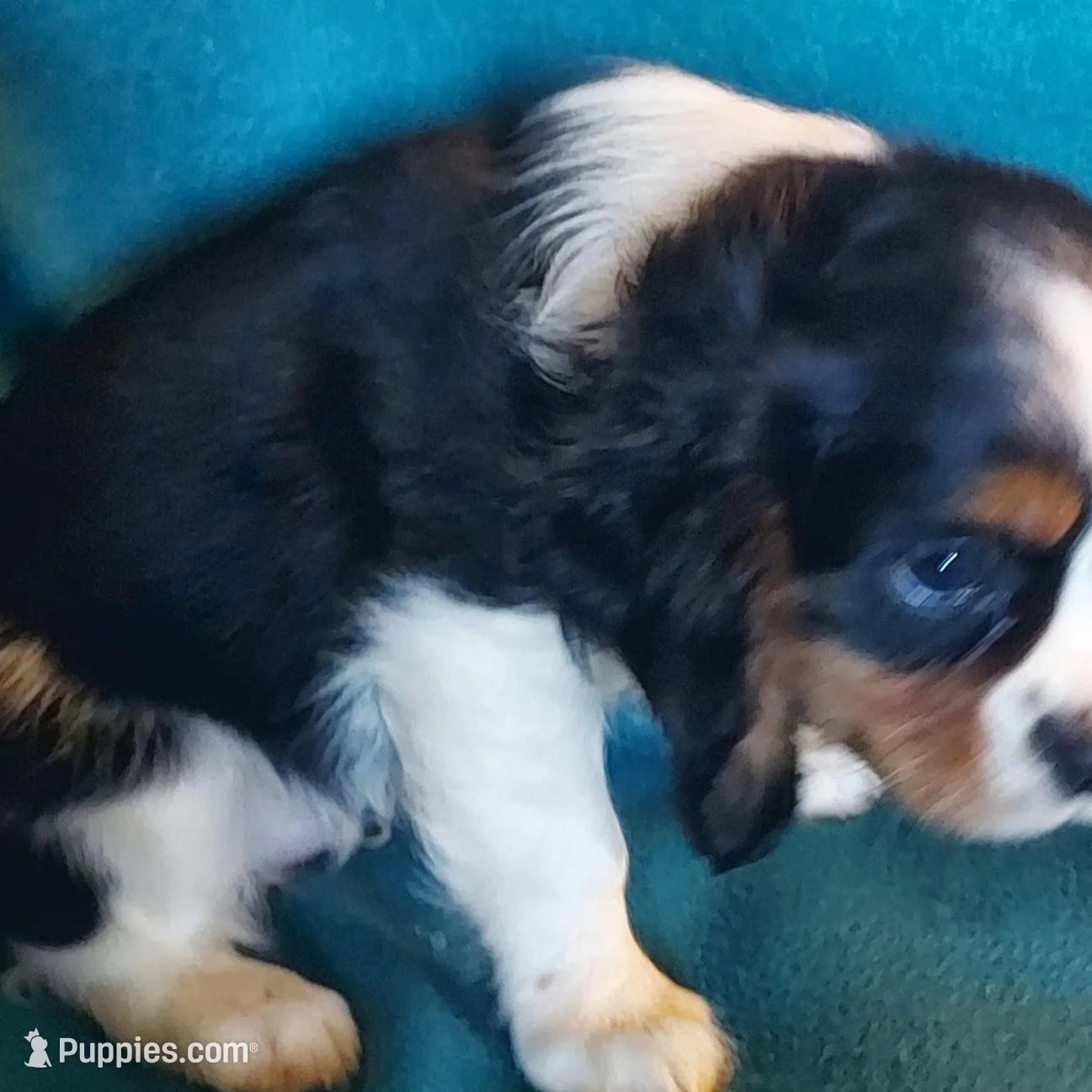 Wallace, a male Cavalier King Charles Spaniel for sale in Purdy, MO – Photo 4 of 10