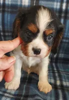 Wallace, a male Cavalier King Charles Spaniel for sale in Purdy, MO – Photo 9 of 10