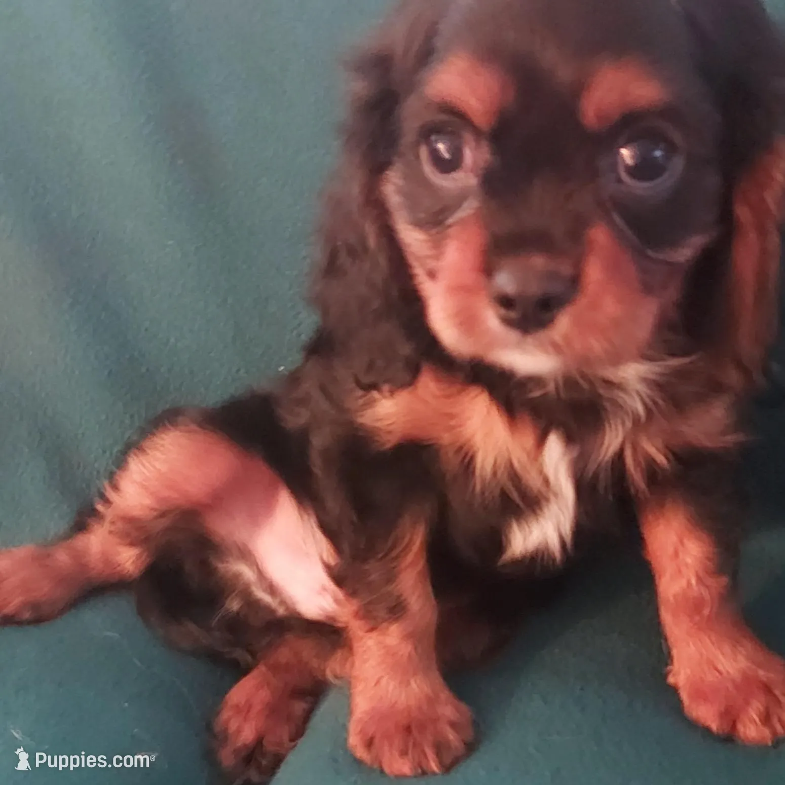 Webb, a male Cavalier King Charles Spaniel for sale in Purdy, MO – Photo 9 of 9