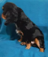 Webb, a male Cavalier King Charles Spaniel for sale in Purdy, MO – Photo 4 of 9