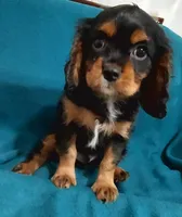 Webb, a male Cavalier King Charles Spaniel for sale in Purdy, MO – Photo 1 of 9