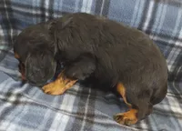 Webb, a male Cavalier King Charles Spaniel for sale in Purdy, MO – Photo 8 of 9