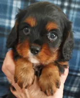 Webb, a male Cavalier King Charles Spaniel for sale in Purdy, MO – Photo 5 of 9