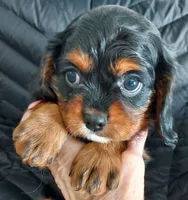 Webb, a male Cavalier King Charles Spaniel for sale in Purdy, MO – Photo 2 of 9