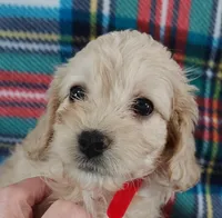 Lucille 0n hold, a female Cavapoo for sale in Purdy, MO – Photo 8 of 10