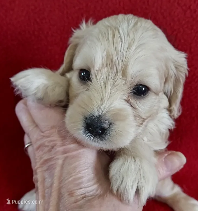 Lucille, a female Cavapoo for sale in Purdy, MO – Photo 1 of 3