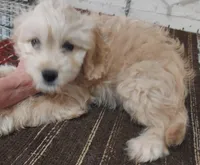 Lucille 0n hold, a female Cavapoo for sale in Purdy, MO – Photo 10 of 10