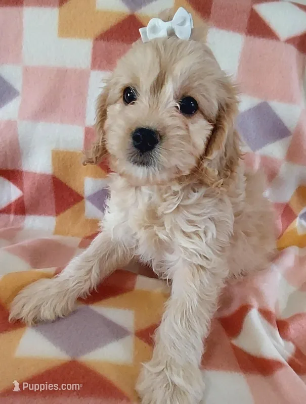 Lucille – Cavapoo puppy for sale in Purdy, MO