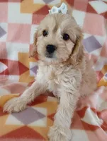 Lucille 0n hold, a female Cavapoo for sale in Purdy, MO – Photo 5 of 10