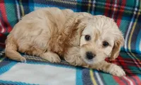 Lucille 0n hold, a female Cavapoo for sale in Purdy, MO – Photo 3 of 10