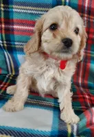 Lucille 0n hold, a female Cavapoo for sale in Purdy, MO – Photo 9 of 10