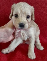 Lucille, a female Cavapoo for sale in Purdy, MO – Photo 3 of 3