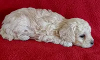 Lucille, a female Cavapoo for sale in Purdy, MO – Photo 2 of 3