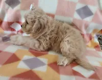 Lucille 0n hold, a female Cavapoo for sale in Purdy, MO – Photo 7 of 10