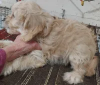 Lucille 0n hold, a female Cavapoo for sale in Purdy, MO – Photo 2 of 10