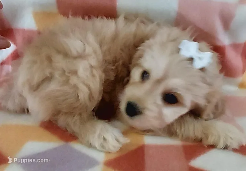 Lucille – Cavapoo puppy for sale in Purdy, MO