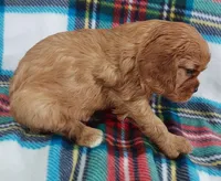 Walt, a male Cavalier King Charles Spaniel for sale in Purdy, MO – Photo 3 of 3