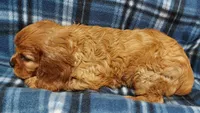 Walt, a male Cavalier King Charles Spaniel for sale in Purdy, MO – 7 of 10