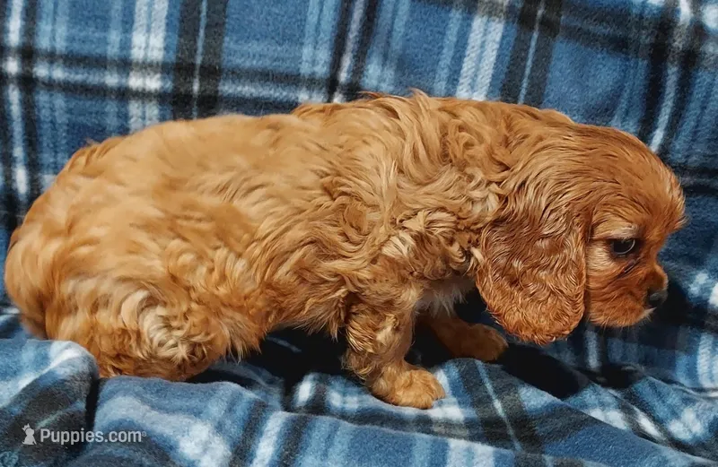 Walt – Cavalier King Charles Spaniel puppy for sale in Purdy, MO
