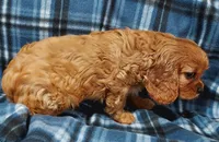 Walt, a male Cavalier King Charles Spaniel for sale in Purdy, MO – 5 of 10
