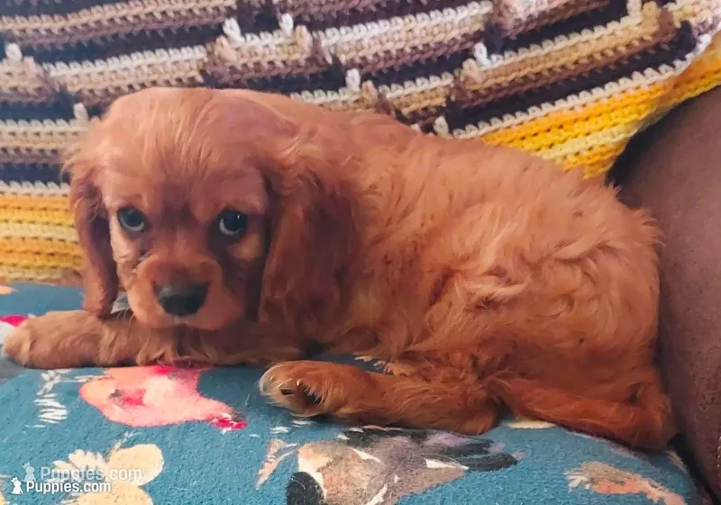 Walt – Cavalier King Charles Spaniel puppy for sale in Purdy, MO