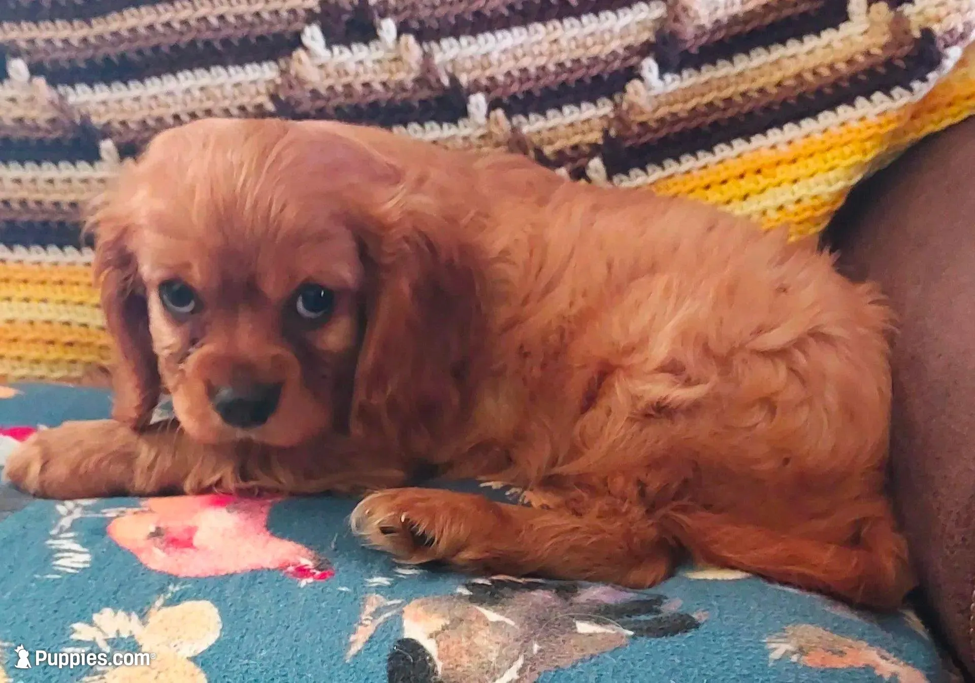 Walt, a male Cavalier King Charles Spaniel for sale in Purdy, MO – 3 of 10