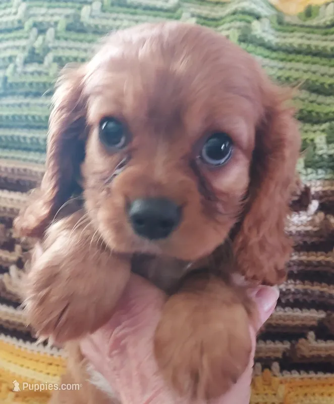 Walt – Cavalier King Charles Spaniel puppy for sale in Purdy, MO