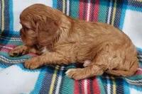 Walt, a male Cavalier King Charles Spaniel for sale in Purdy, MO – Photo 2 of 3