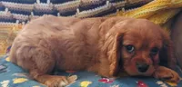 Walt, a male Cavalier King Charles Spaniel for sale in Purdy, MO – 4 of 10