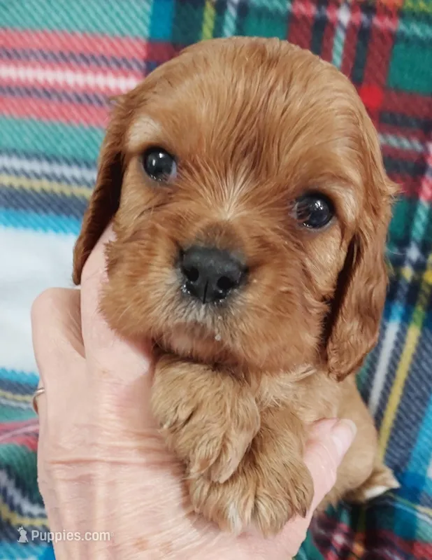 Walt – Cavalier King Charles Spaniel puppy for sale in Purdy, MO
